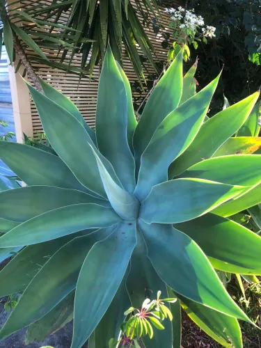 Mudas de Agave Dragão 