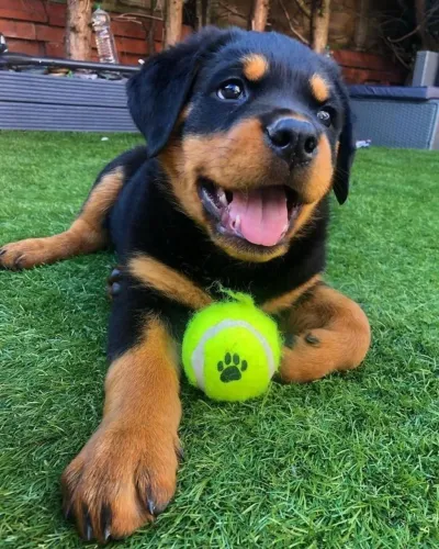 Rottweiler filhote brincalhão adora bolinha de tênis
