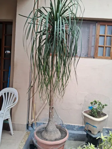 Planta pata de elefante
