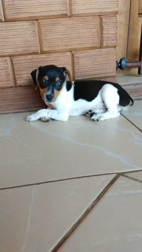 Fox Paulistinha lindos bebês machos e Fêmeas