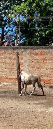 Potro macho Ponei olho azul pra vender