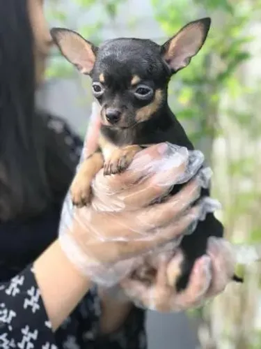 Chihuahua machinho pelagem curta com vacina pedigree e garantias em contrato