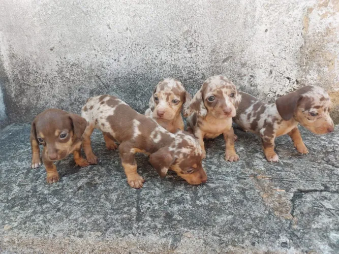 Dachshund Arlequim à Venda Filhotes *****