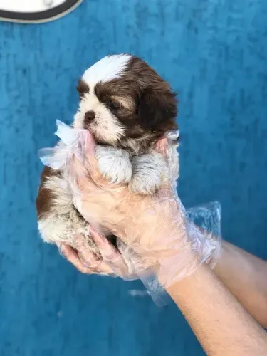 Shih Tzu fêmeas e machos disponíveis a pronta entrega, informações *