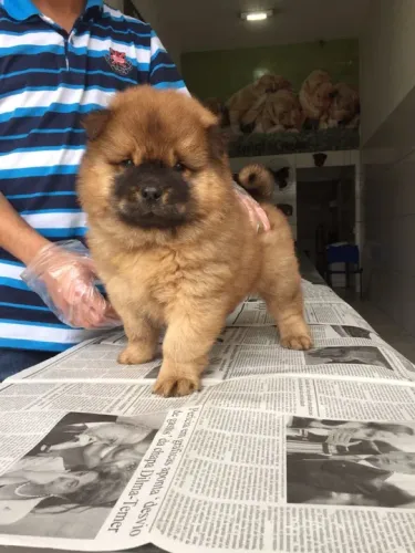 Chow Chow Entregamos em todo o Brasil, temos todas as raças.