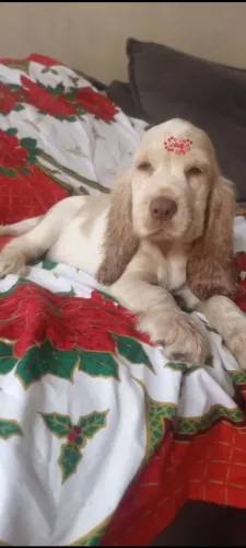 Última Filhote fêmea de olhos azuis e focinho marrom de Cocker Spaniel inglês!!