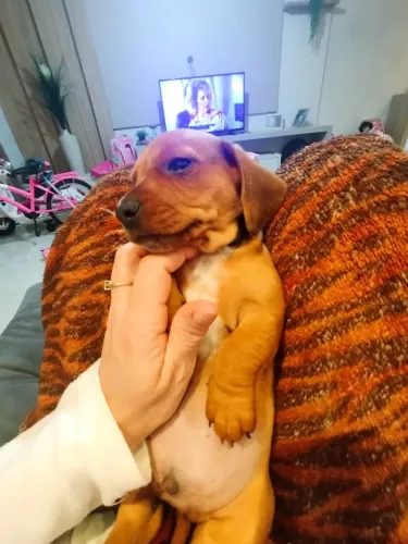Cachorro 