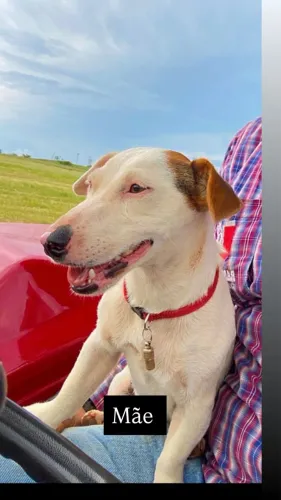 Jack russell terrier