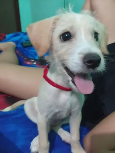 Doação cachorrinha