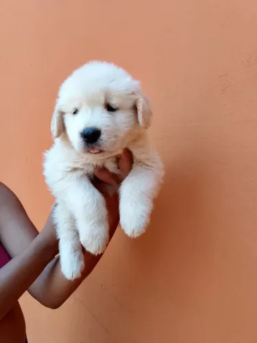 Golden retriver filhotes 