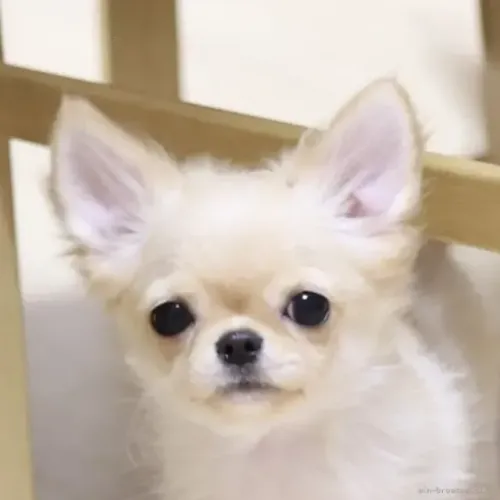 Filhotinhos alegre e muito fofo Chihuahua