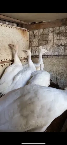 Frangos e frangas brancos