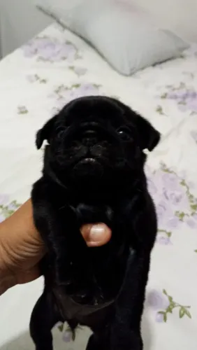Cachorro pug