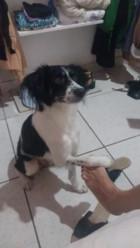 Adoção de cachorro