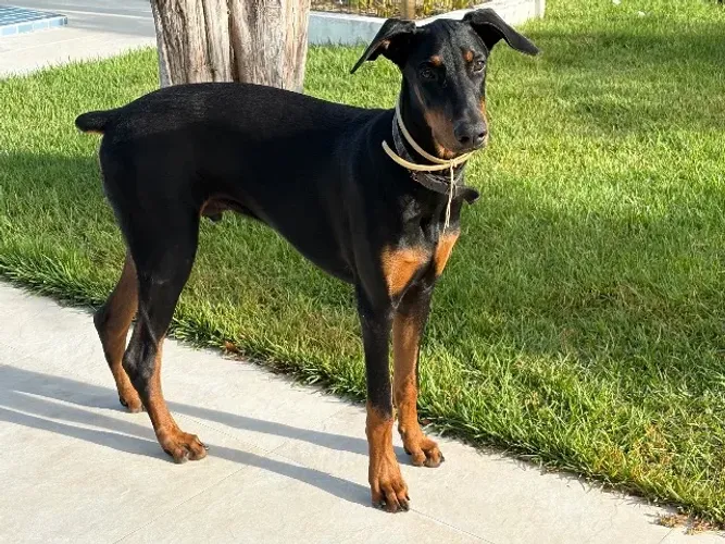 Doberman macho à venda (8 meses de idade)