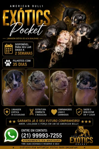 American Bully Pocket Exotic 