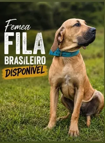 Fila brasileiro Femea