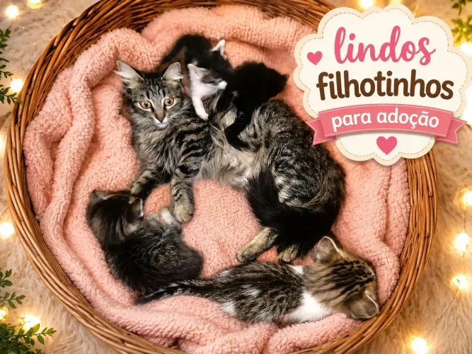 Gatinhos para adoção responsável 