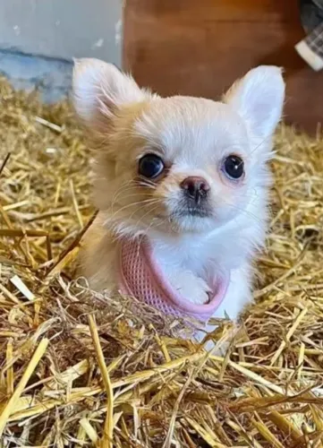 chihuahua Meu olhar guarda mistério.