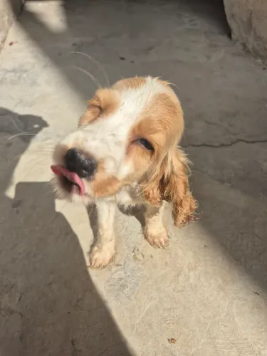 Filhote de cocker spaniel 