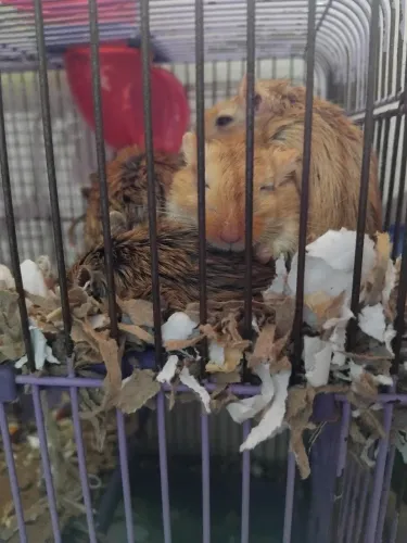 Gerbil / esquilo da Mongólia