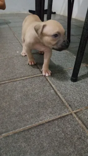 Filhotes de Pitbull original pra vender 
