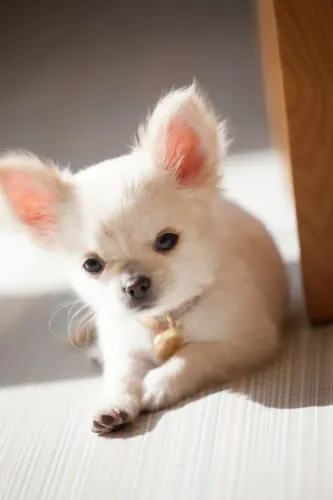 Chihuahua lindo demais