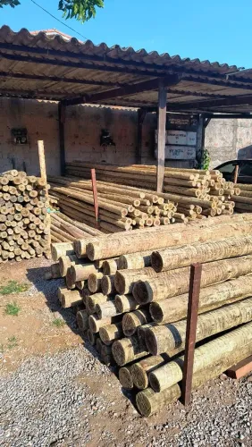 Eucalipto tratado
