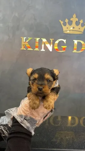 Filhote Yorkshire Terrier, Pequenos no tamanho, gigantes no amor!