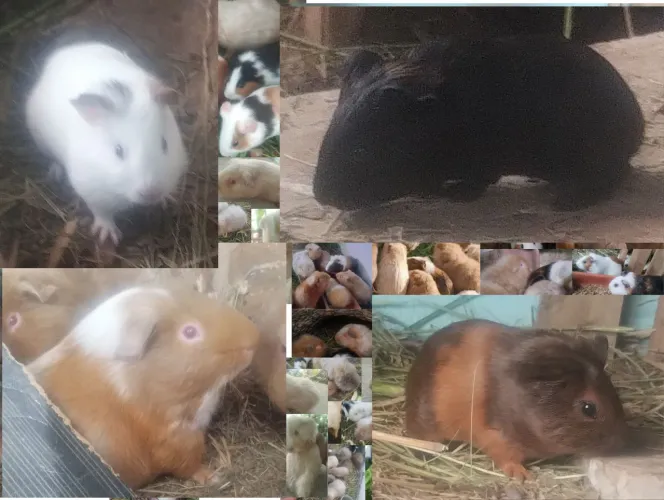 Porquinhos da Índia machos e fêmeas