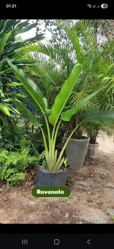 Palmeira do viajante RAVANELLA 