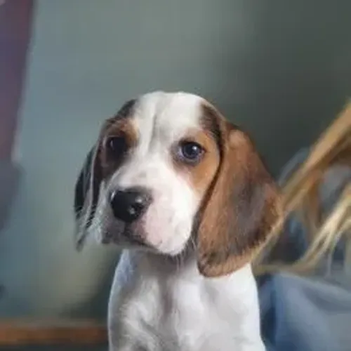 Beagle,Beagle Filhote Estrutura Perfeita Disponível