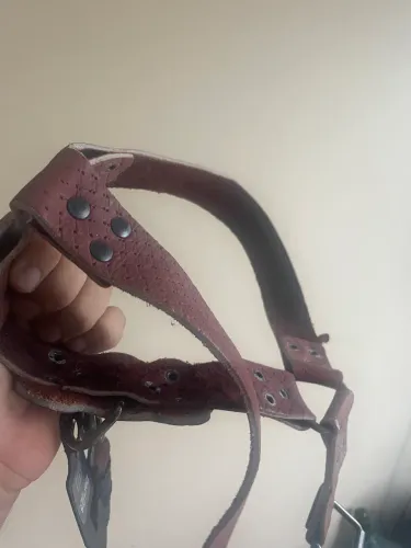 Peitoral para seu cão