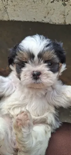 Shih-tzu fêmea