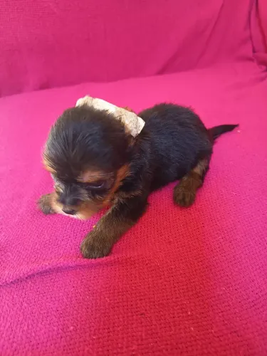 Vendo filhotes macho yorkshire tirrer 