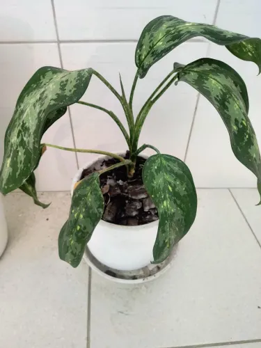 Vaso com planta