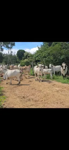 Vendo Vacas gordas e vacas magras em Araçuaí  MG