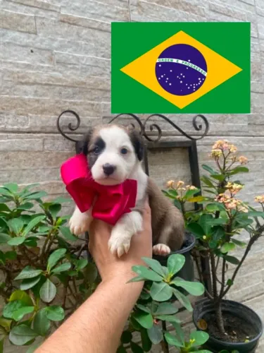 Cachorro shipoo lindas opcões com caminha brinde