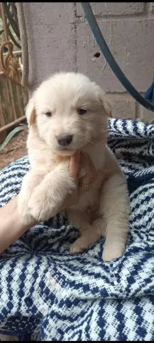 Filhote de Golden Retriever macho