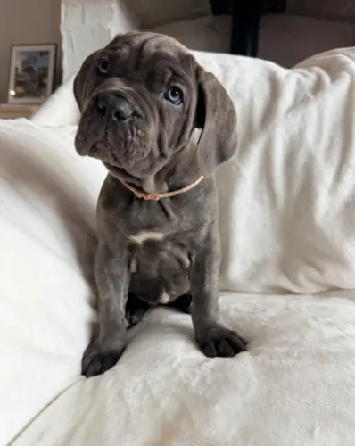 Cane Corso,Cane Corso Filhote Top Padrão da Raça