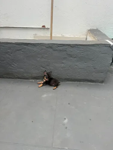 Pinscher macho zero