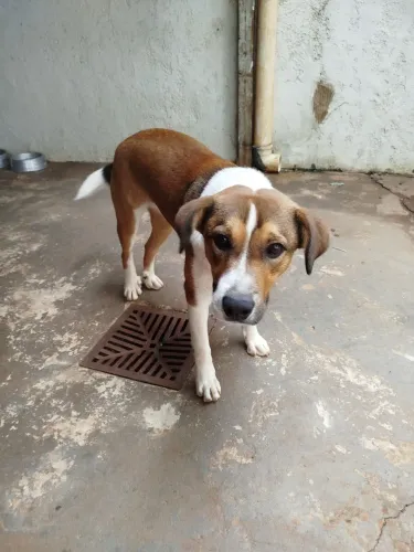Doação de Cachorro