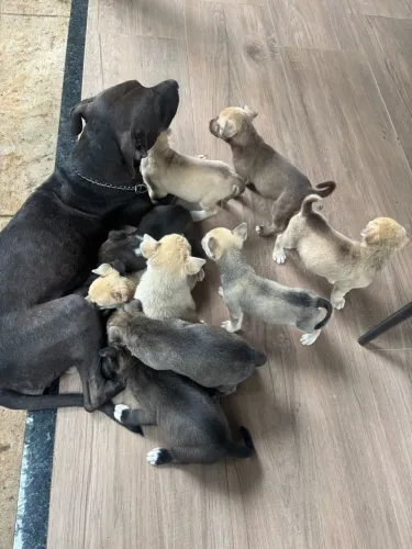 Doação de cachorro (filhote)