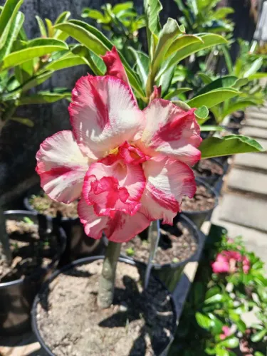 RD ADENIUM VERMELHA COM BRANCO