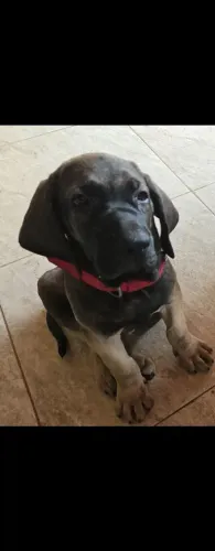Filhote fila Brasileiro fêmia