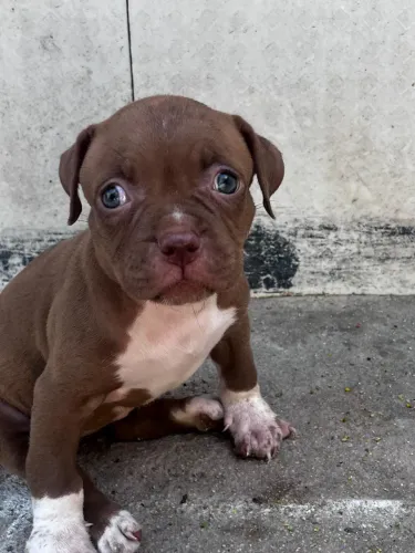 Pit bull