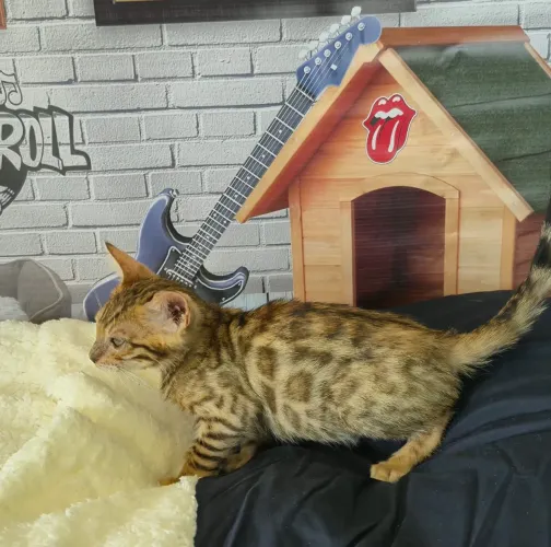 Bengal filhotes machos a pronta entrega 