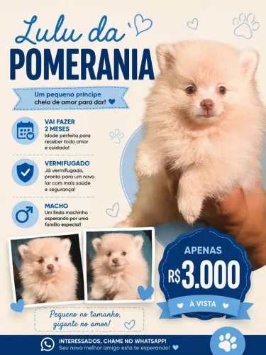 Lulu da Pomerânia macho 