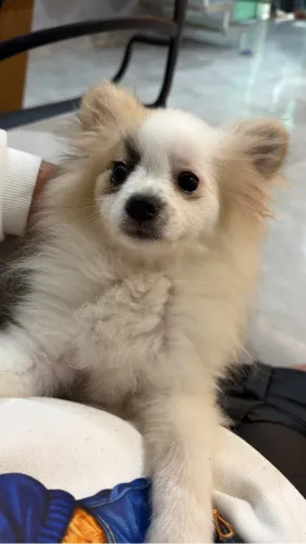 Lulu da pomerania