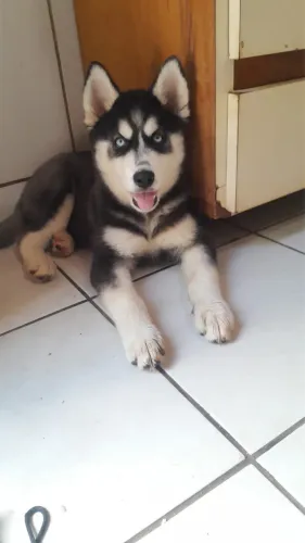 Husky fêmeas